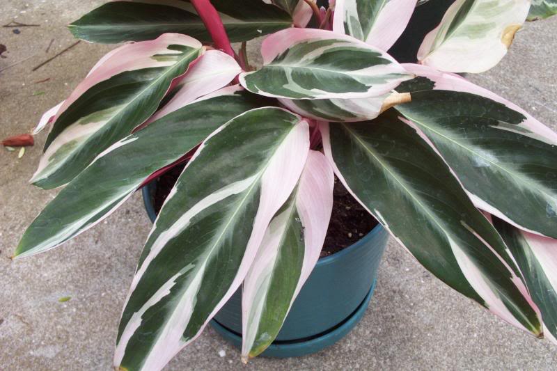 Stromanthe Sanguinea